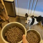 wisdom dog food