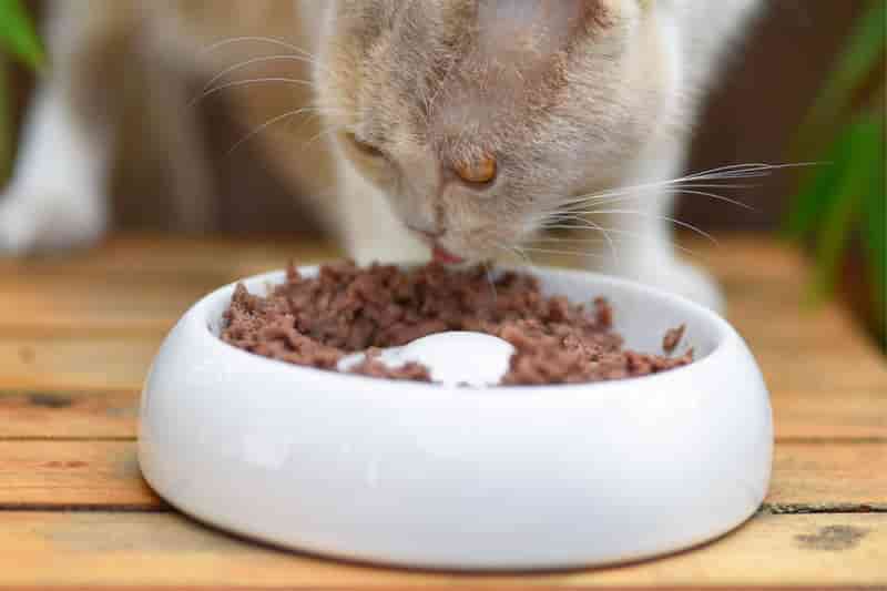 mousar cat food
