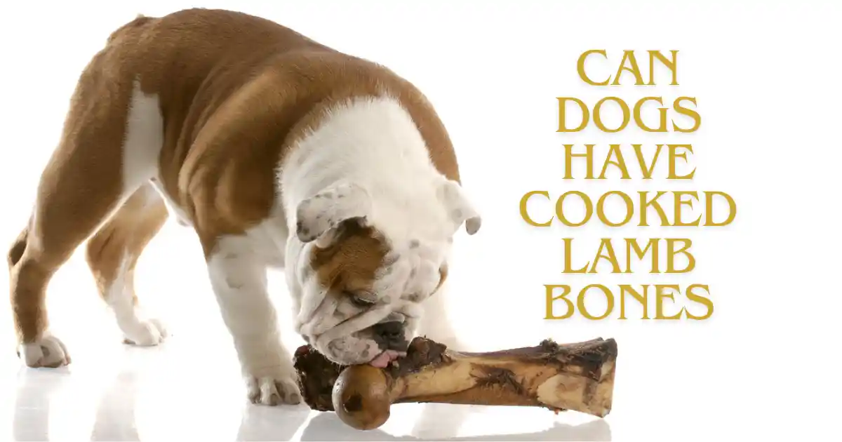can dogs have cooked lamb bones